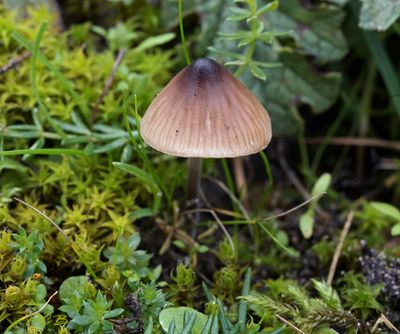 Tweesporig taaisteeltje