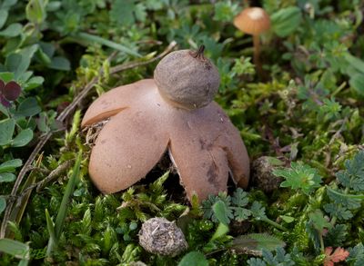 Bruine aardster, duinen de Bleek