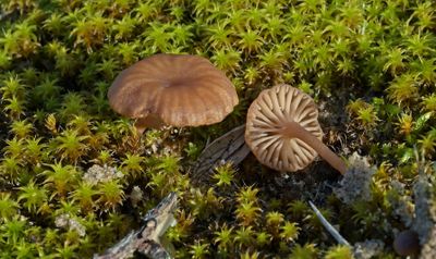 Omphalina galericolor var. galericolor