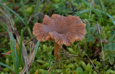 Omphalina pyxidata, roodbruin trechtertje