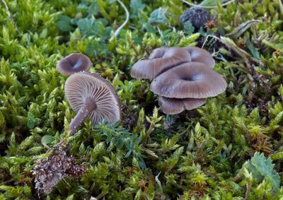Omphalina galericolor var. lilacinicolor