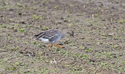 Eendvogels, Anseriformis, Anatidae