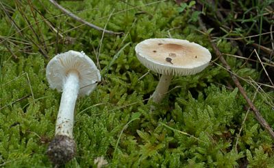 Zwammen van de zeeduinen