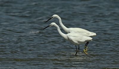 Het  gevogelte des hemels