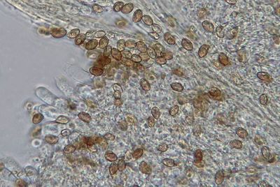 Duinmosklokje 5½ X 3½ µm