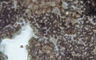 Viltige aardster sporen