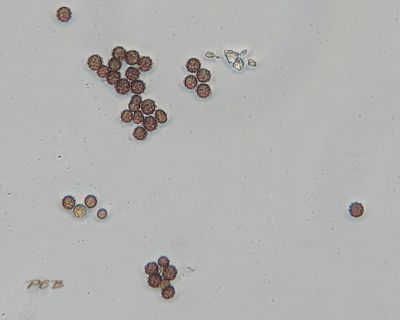 Zwammen van de zeeduinen