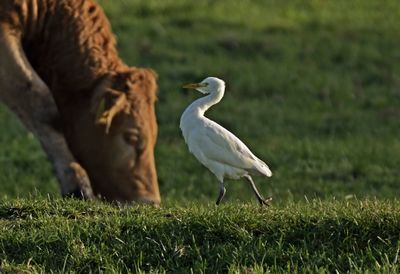 Het  gevogelte des hemels