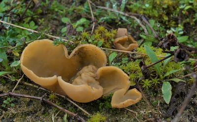 Zwammen van de zeeduinen