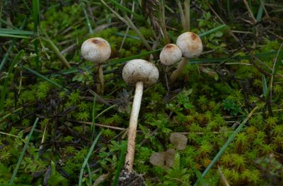 Gesteelde stuifbal, Tulostoma brumale