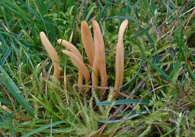 Strogele knotszwam, Texel