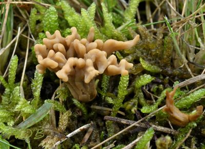 Ramaria roelinii, steppe koraalzwam