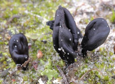 Zwammen van de zeeduinen