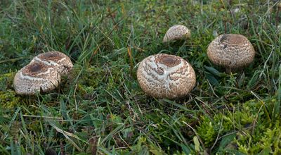 Panterchampignon Agaricus brunneolus