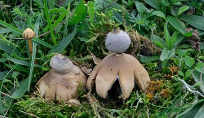 Zwammen van de zeeduinen