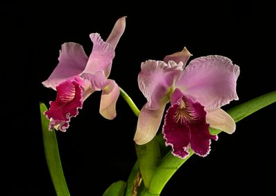 Gallery cattleya and Laelia orchids