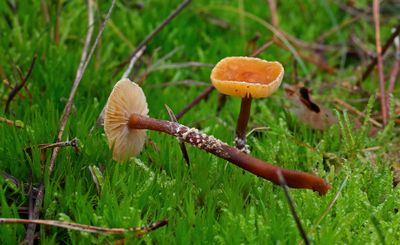 Mosklokjes, Galerina