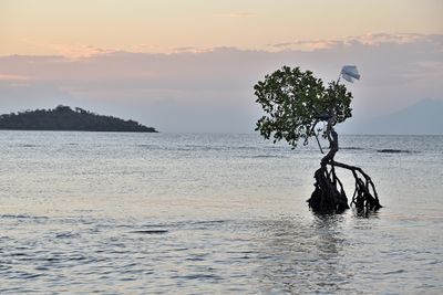 A Lonely Bit of Mangrove