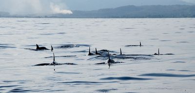 Dolphin Pod