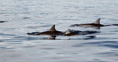 Dolphins