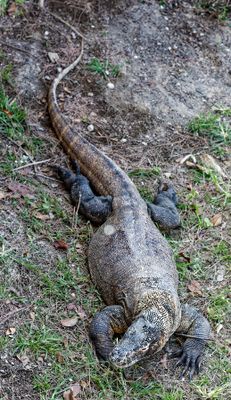 Komodo Dragon