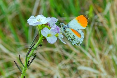Butterflies