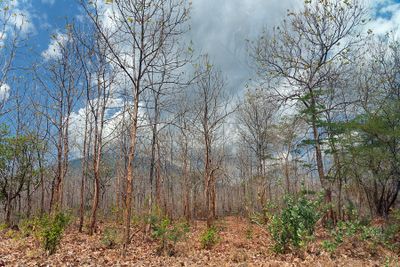 Nearing the end of the dry season
