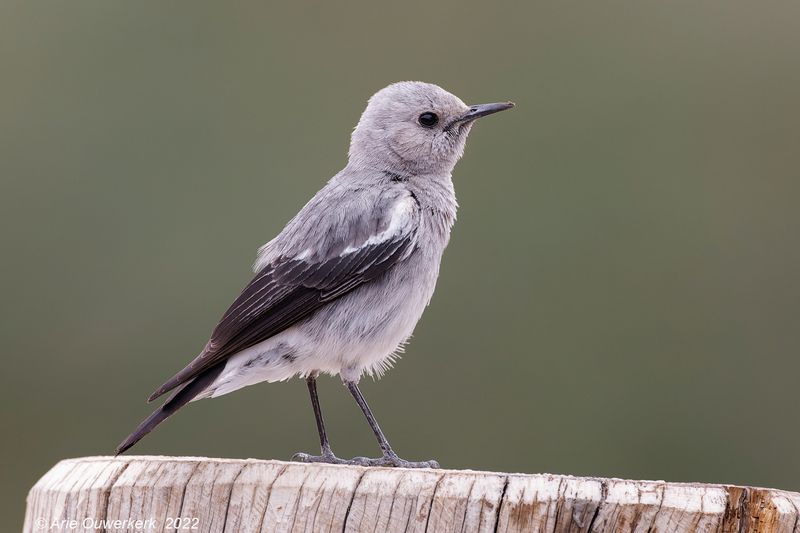 Mountain Wheatear - Bergtapuit - Myrmecocichla monticola
