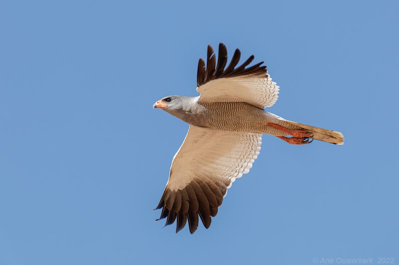Pale Chanting Goshawk - Zanghavik - Melierax canorus