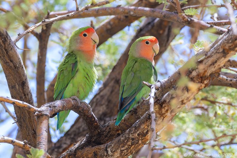 Rosy-faced Loverbird - Perzikkopagapornis - Agapornis roseicollis