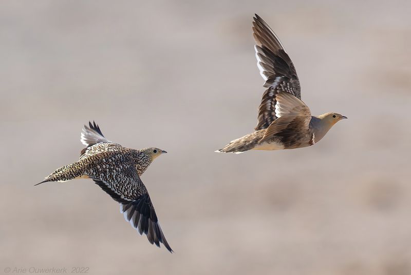 Namaqua Sandgrouse - Namaqua-zandhoen - Pterocles namaqua