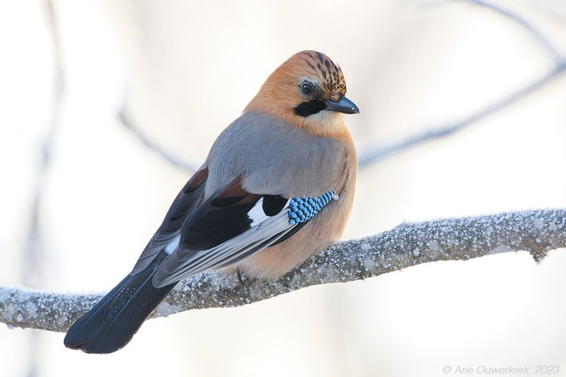 Brandts Jay (Eurasian Jay) - Brandts Gaai - Garrulus glandarius brandtii