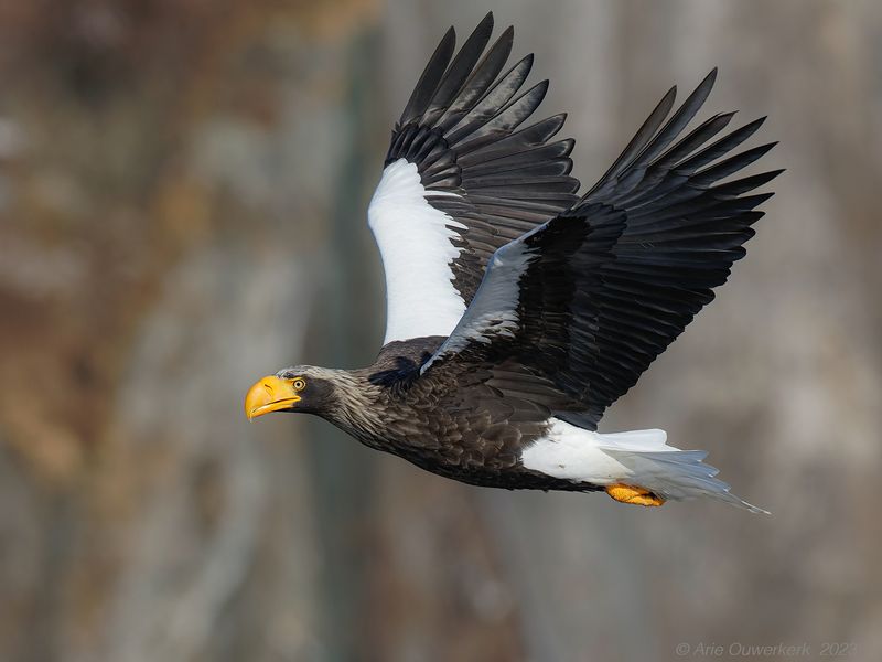Stellers Sea Eagle - Stellers Zeearend - Haliaeetus pelagicus