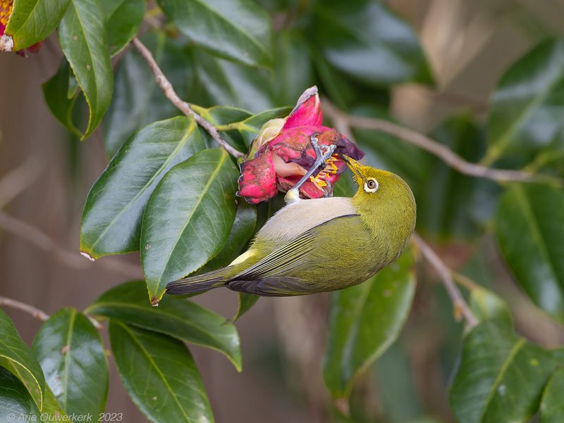 Warbling White-eye - Zangbrilvogel - Zosterops japonicus