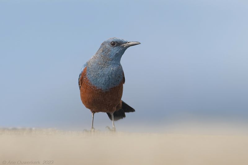 Blue Rock Thrush - Blauwe Rotslijster - Monticola solitarius philippensis