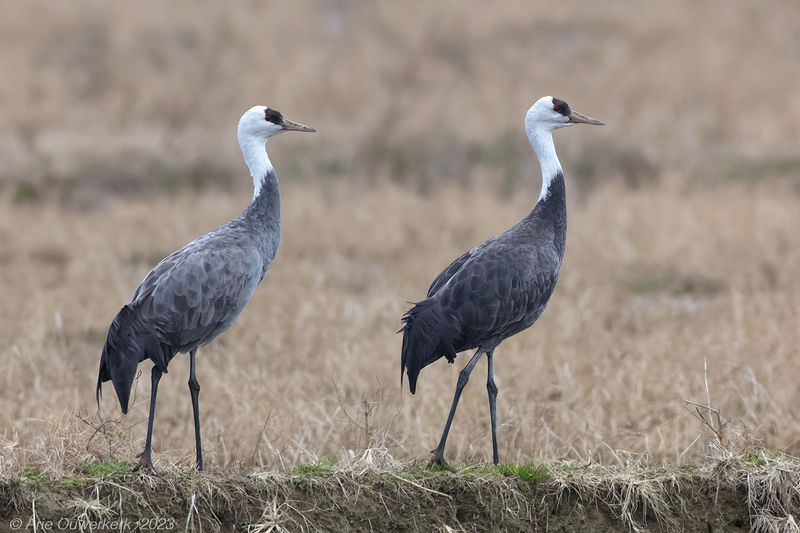 Hooded Crane - Monnikskraanvogel - Grus monacha
