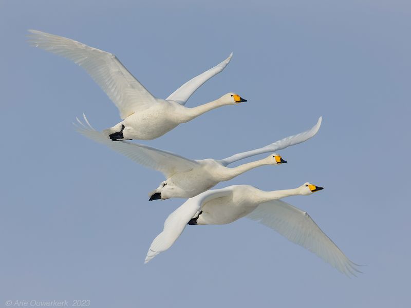 Whooper Swan - Wilde Zwaan - Cygnus cygnus
