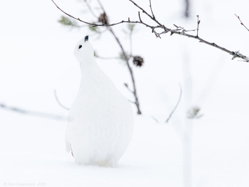 Moerassneeuwhoen - Willow Ptarmigan - Lagopus lagopus