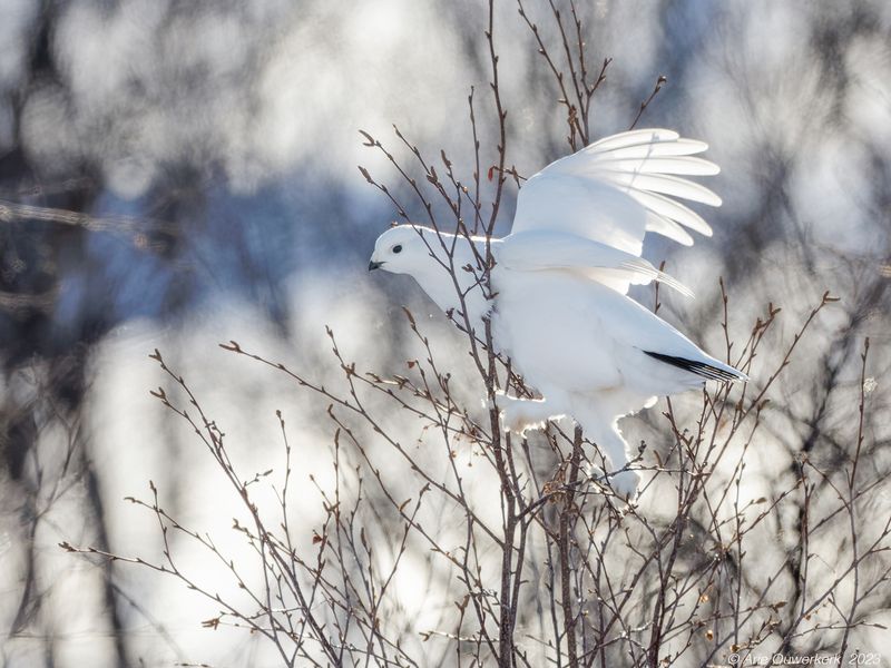 Moerassneeuwhoen - Willow Ptarmigan - Lagopus lagopus