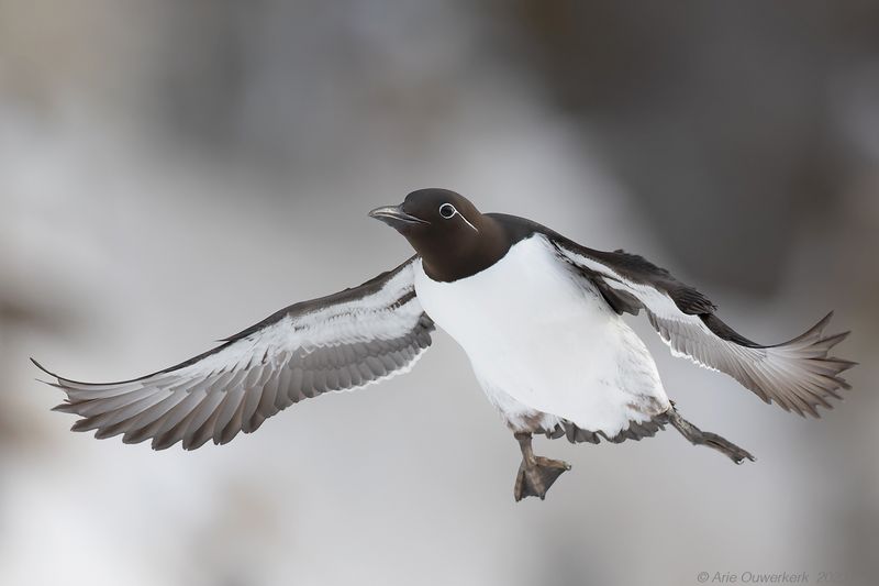 Zeekoet - Common Murre (Guillemot) - Uria aalge