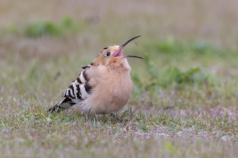 Hop - Eurasian Hoopoe - Upupa epops