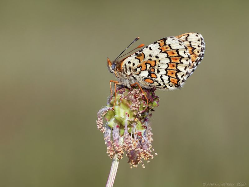 Veldparelmoervlinder - Glanville Fritillary - Melitaea cinxia