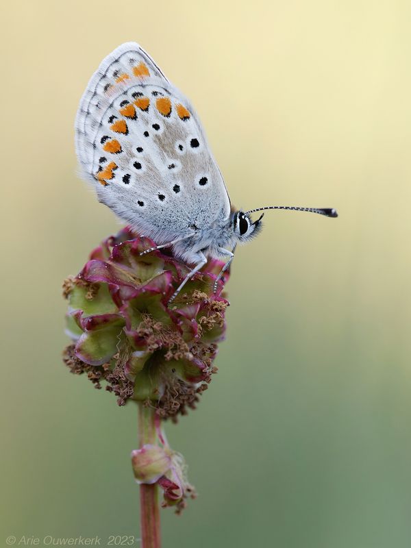 Bruin Blauwtje - Brown Argus - Aricia agestis