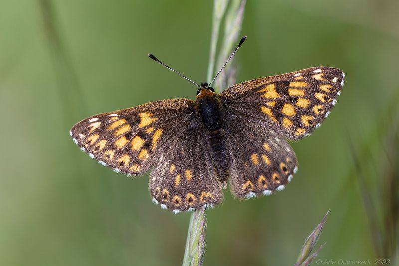 Sleutelbloemvlinder - Duke of Burgundy - Hamearis lucina	
