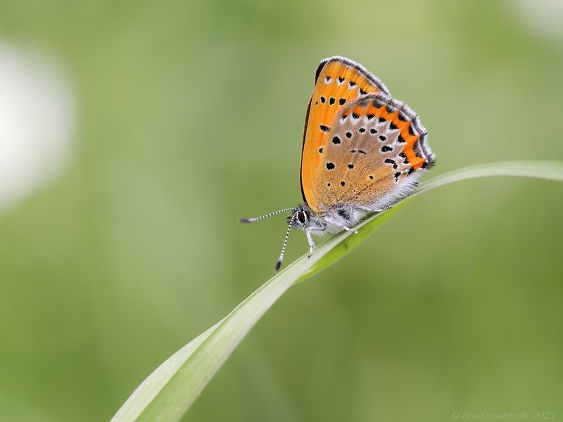 Blauwe Vuurvlinder - Violet Copper - Lycaena helle