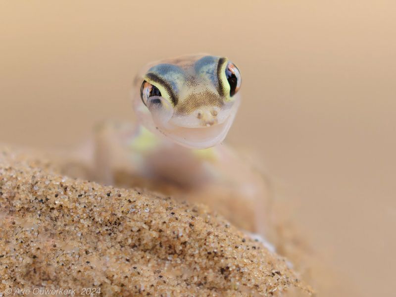 Namib Dune Gecko - Woestijngekko -Pachydactylus rangei