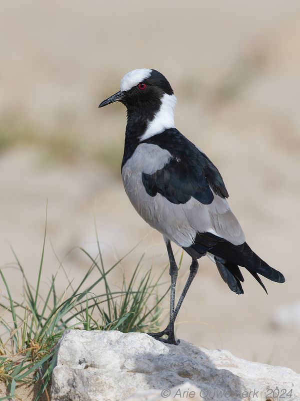 Blacksmith Lapwing - Smidsplevier - Vanellus armatus