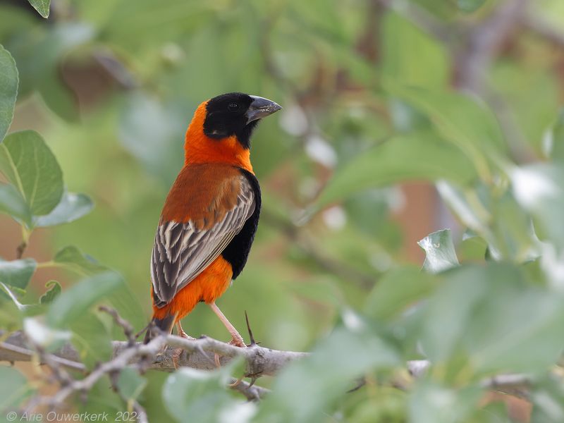 Southern Red Bishop - Grenadierwever - Euplectes orix