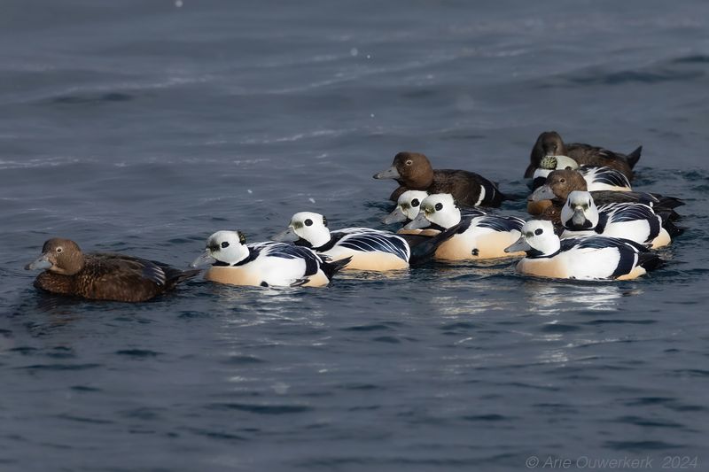 Stellers Eider - Stellers Eider - Polysticta stelleri