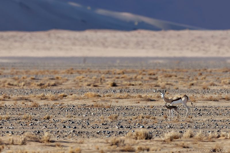 Springbok - Springbok - Antidorcas marsupialis